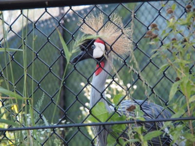 [Crane with a black and white head with red atop the head and at the nape and a black beak. Springing up from the crown of the head is spray of wheat colored strands. This crane is right on the other side of the fence.]